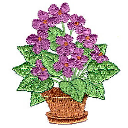 Violets in Bloom