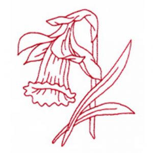 Poinsettia